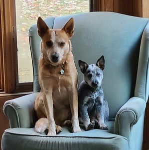 Meet your Posher, Corey